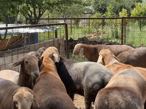 Ram, Sheep — Uzbekistan