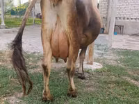 Vaca, Ganado vacuno — foto 7