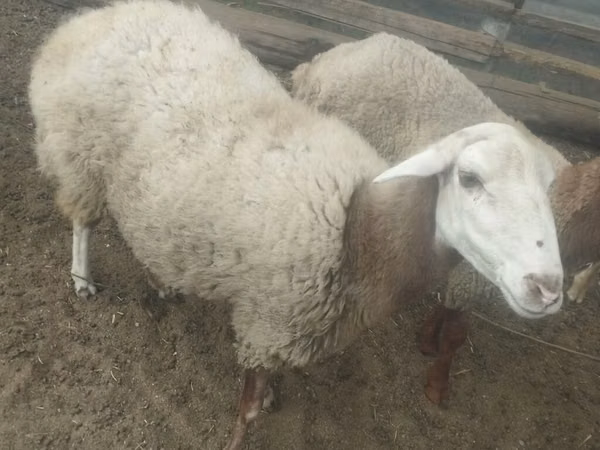 Schaap, Schapen