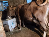 Cow, Cattle — photo 3