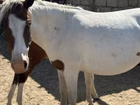 Kobila, Kazakh horse — fotografija 2