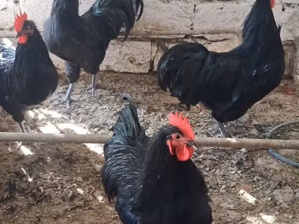 Chickens — Azerbejdżan