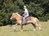 Horse (M), Haflinger — photo 4
