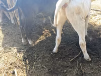 Bull, Alatau breed — photo 3