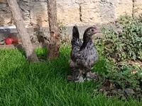 Chickens — photo 3