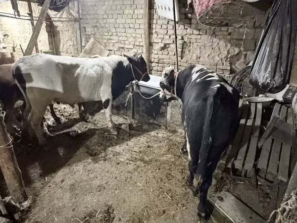 सांड, मवेशी
