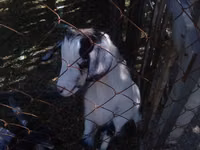 แพะตัวเมีย, Alpine goat — รูปภาพ 1