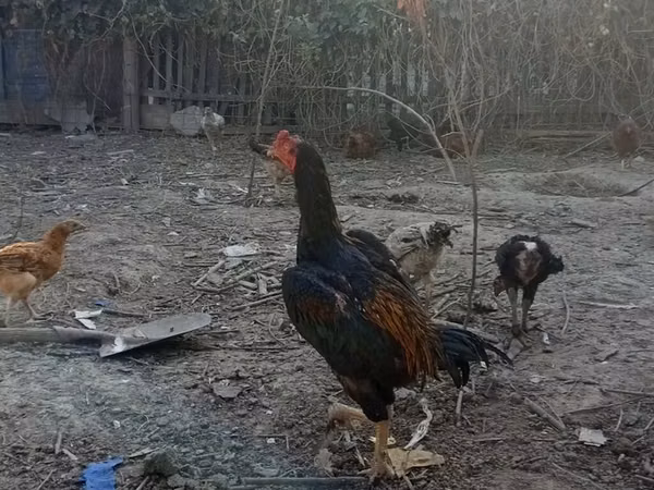 Chickens — Kyrgyzstan