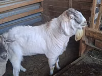 Kozel, Beetal goats — foto 1