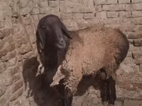 Kambing jantan, Sheep — foto 3
