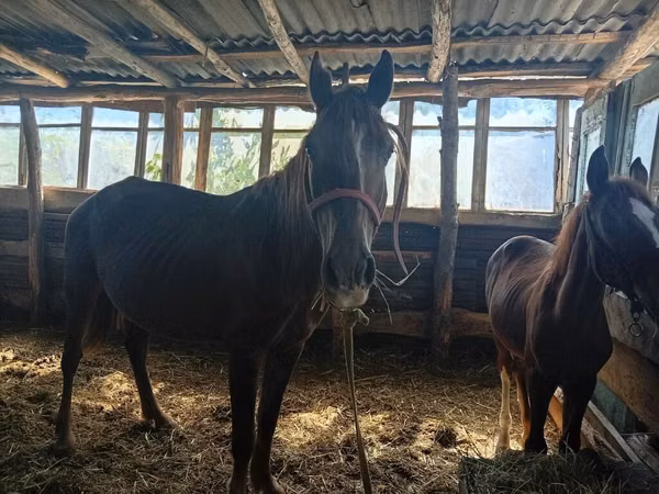 Mare, Horses — Kyrgyzstan