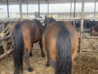 Mare, Horses — photo 1