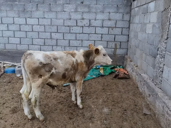 Bull, Simmental cattle — Kyrgyzstan