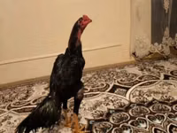 Chickens — عکس 1