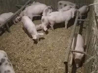 Babi (lot, jantina tidak dinyatakan), Pigs — foto 1