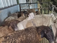 Ram, Sheep — photo 2