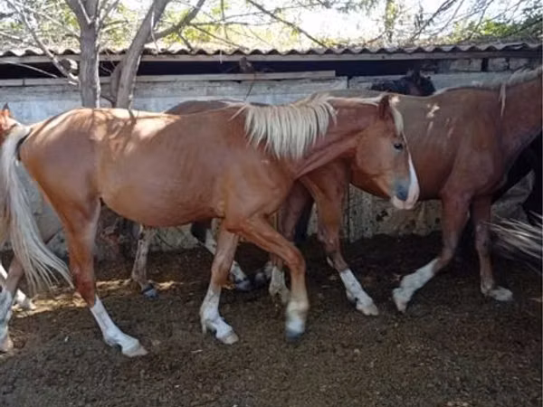 Horse (M), Horses — Kazakhstan