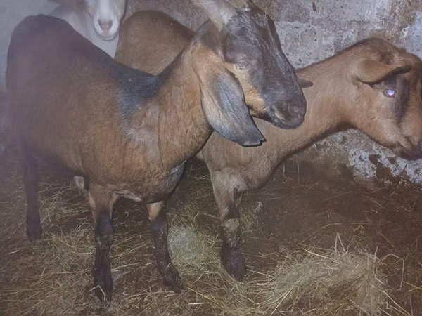 ፍየል, Nubian Goat