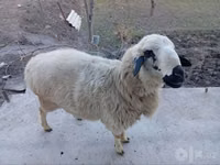 Ram, Sheep — photo 1