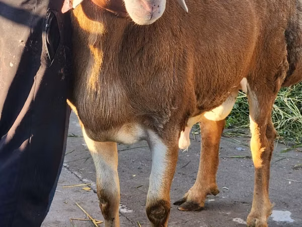 Ram, Arashan sheep — Kyrgyzstan