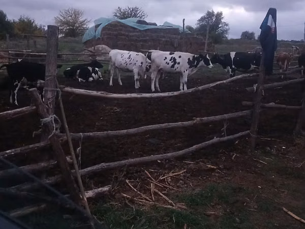 گاو ماده, Russian Black pied cattle