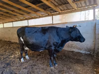 Krava, Russian Black pied cattle — foto 3