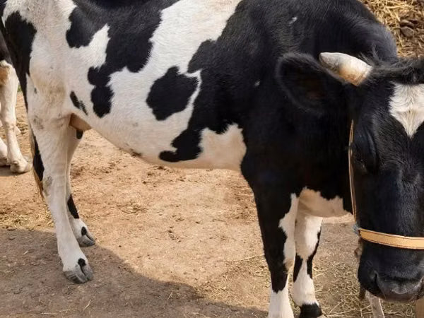 雌牛, Russian Black pied cattle — カザフスタン