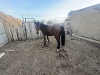 Horse (M), Horses — photo 1