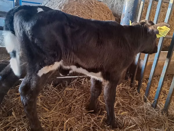 Bò cái, Russian Black pied cattle