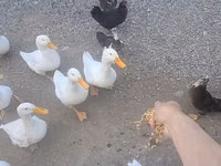 Amerika Pekin — 2-rasm