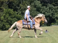 Horse (M), Haflinger — photo 5