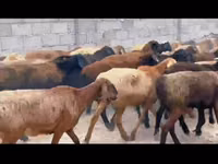میش, گوسفند — عکس 2