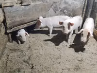 Pigs (batch, sex not specified) — photo 2