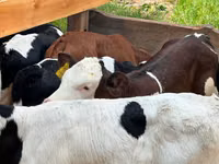 گاو و گوساله (گروه، جنسیت مشخص نشده), Simmental cattle — عکس 2