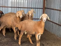 Ram, Sheep — photo 7