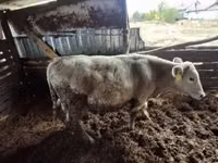 Kambing jantan, Sheep — foto 3