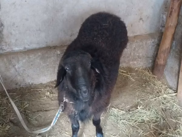 公羊, Sheep