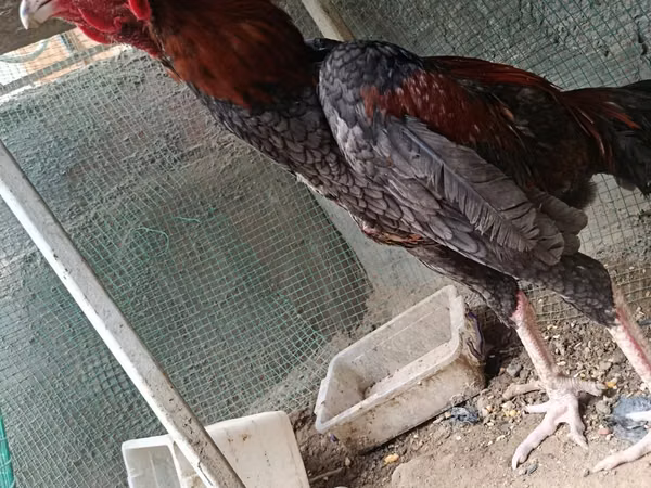 Chickens — Uzbekistan