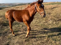 Mare, Horses — photo 5