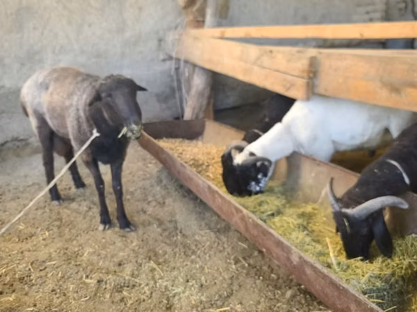 Ram, Sheep