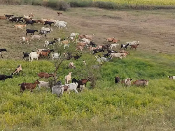 Goat, Goats — Moldova