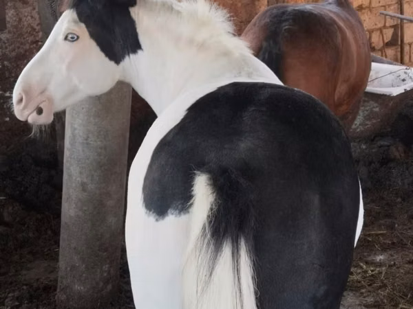 Mare, Horses — Kazakhstan