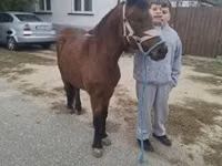 Kuda betina, Horses — foto 2