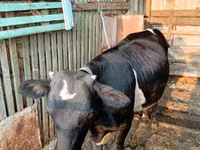 Cow, Russian Black pied cattle — photo 1