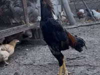 Shamo chickens — photo 1