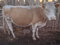 Cow, Latvian Blue cattle — photo 2