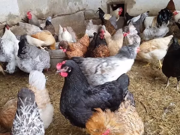 Chickens
