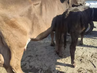 گاو ماده, Russian Black pied cattle — عکس 4