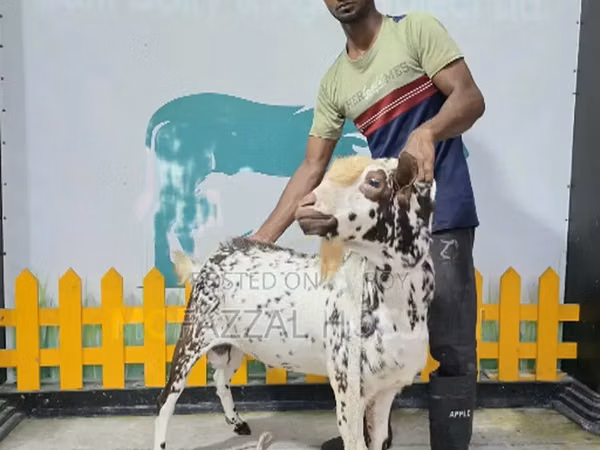 Koç, Sicilian Barbaresca sheep — Bangladeş