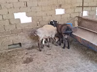 قوچ, Arashan sheep — عکس 6